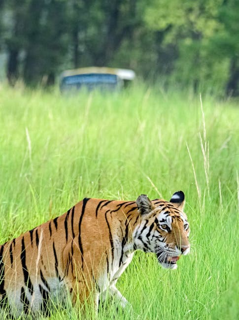 Kanha