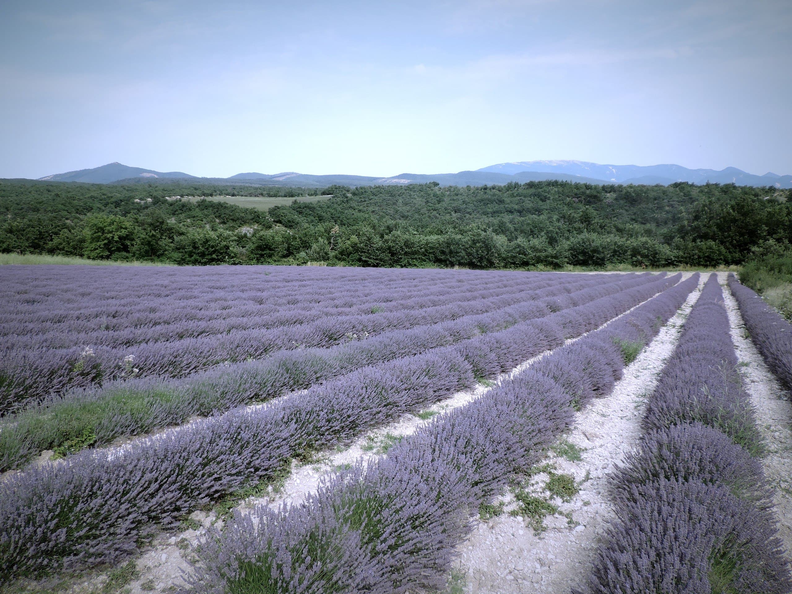 Fields of lavender growing in Provence, France